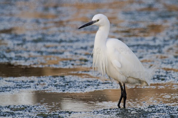 Little egret (Egretta garzetta) stands in shallow water