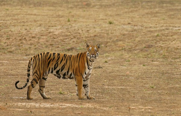 Bengal tiger (Panthera tigris tigris)