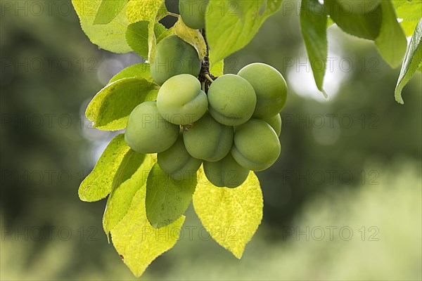 Immature Mirabelle (Prunus domestica) on a tree