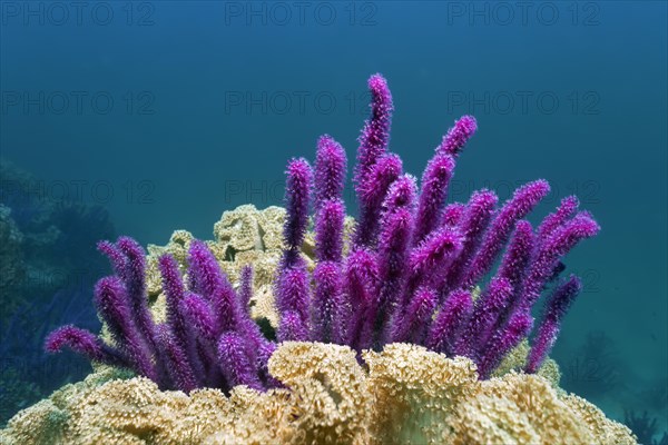 Red sea whip (Ellisella sp.)