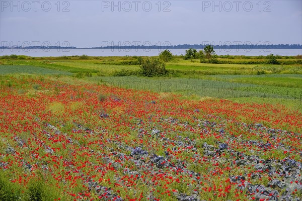 Vegetable fields with poppy