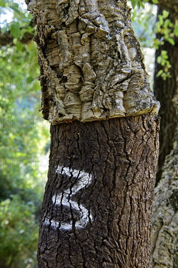 Partially peeled Cork oak (Quercus suber) with year indication of the last peeling
