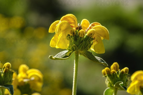 Flower of Jerusalem sage (Phlomis fruticosa)