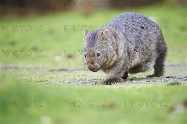 Common wombat (Vombatus ursinus) on a meadow