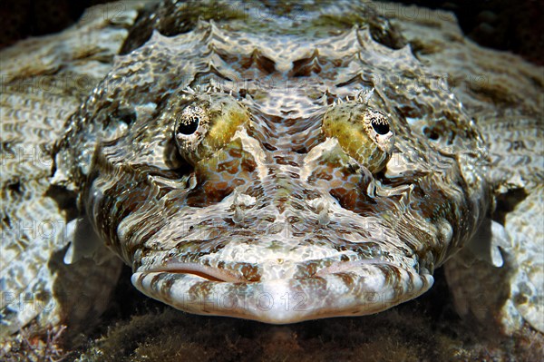 Tentacled flathead (Papilloculiceps longiceps)