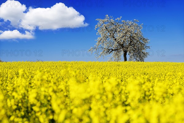 Rapeseed fields and blossoming cherry trees near Stucht