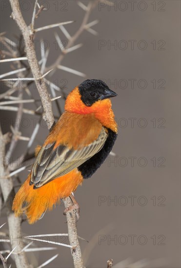 Male northern red bishop or orange bishop weaver (Euplectes franciscanus)