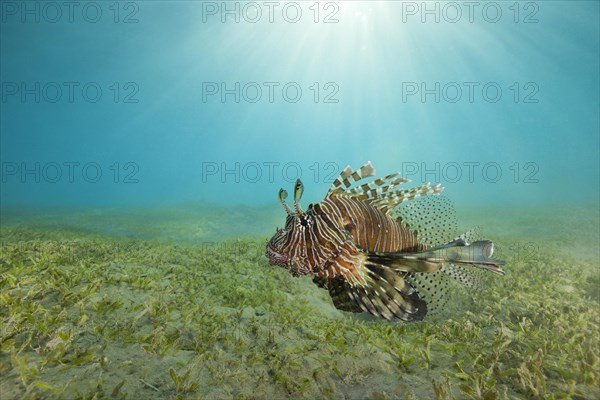 Red LionfishÂ (Pterois volitans) swim over bottom with sea grass in shallow water