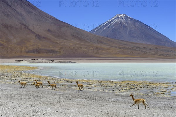 Vicunas (Vicugna vicugna) in front of Laguna Verde and the volcano Licancabur