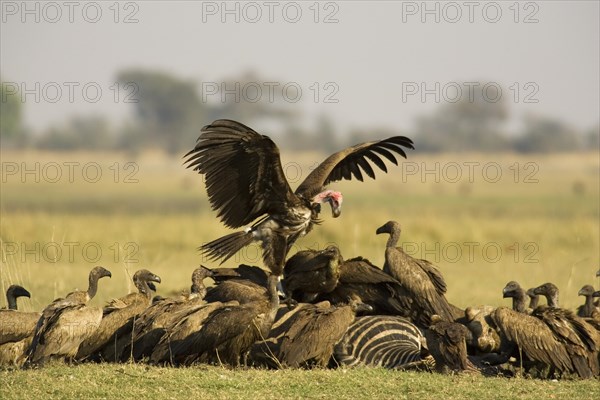 Lappet-faced Vulture (Torgos tracheliotus)