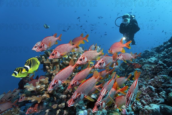 Diver observes swarm Sabre squirrelfish (Sargocentron spiniferum)