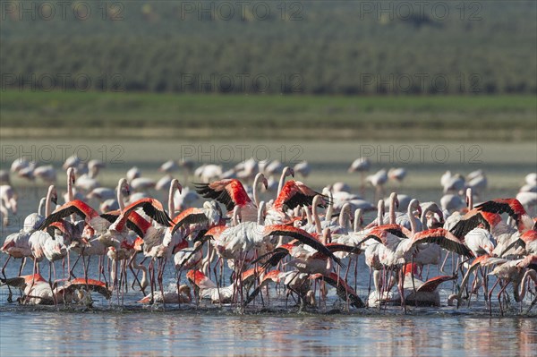 Greater Flamingos (Phoenicopterus roseus)