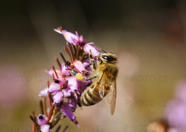 Honey bee (Apis mellifera) in bloom from Winter heath (Erica carnea)