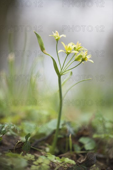 Yellow star-of-Bethlehem (Gagea lutea) in Waldboden