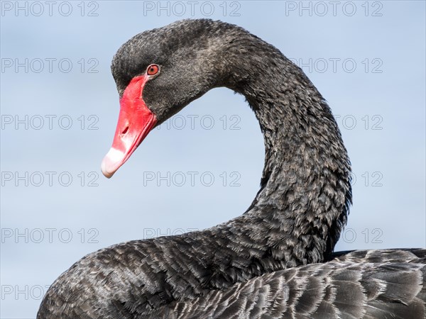 Black swan (Cygnus atratus)