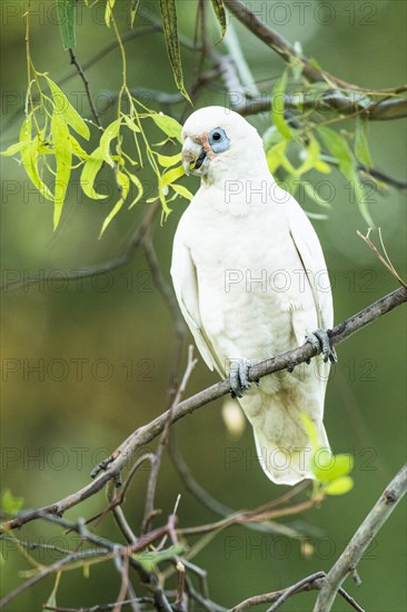 Little Corella (Cacatua sanguinea)