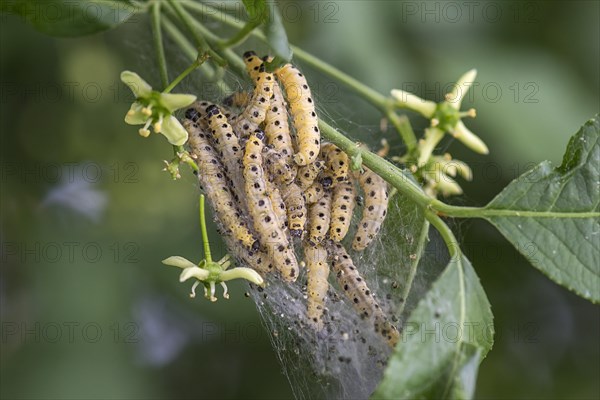 Caterpillars of Orchard Ermines (Yponomeuta padella) spun in one sheet
