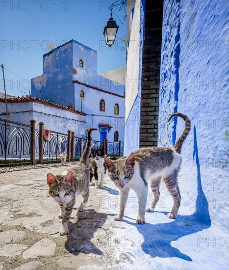 Alley with stray curious cats