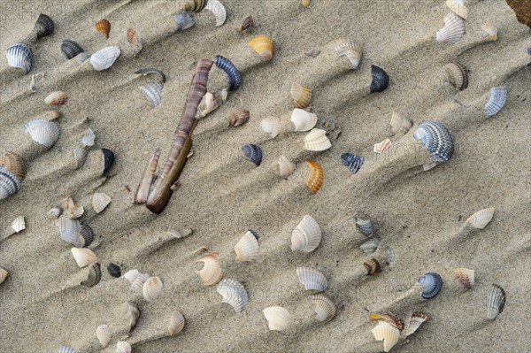 Shells in sand on the beach