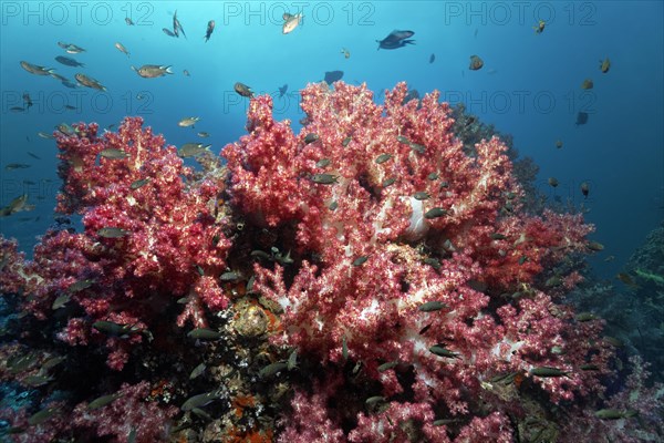 Klunzinger's Soft Corals (Dendronephthya klunzingeri)