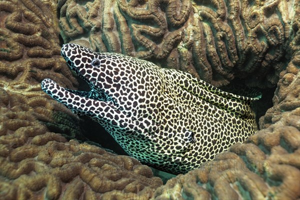 Laced moray (Gymnothorax favagineus)