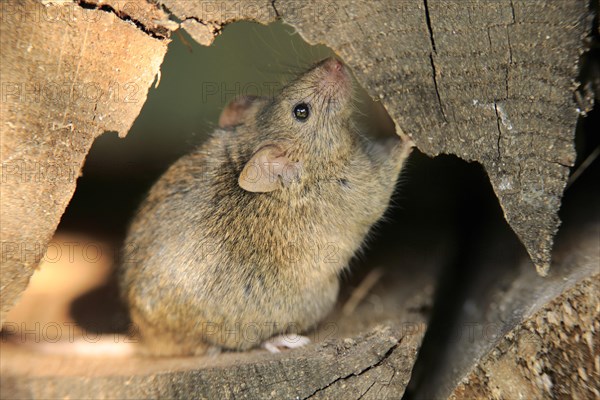 House mouse (Mus musculus)