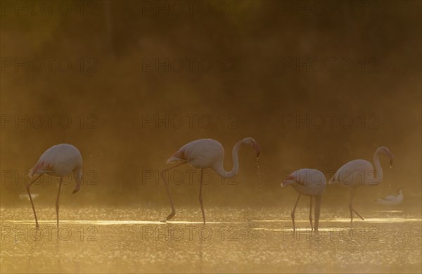 Greater Flamingo (Phoenicopterus roseus)