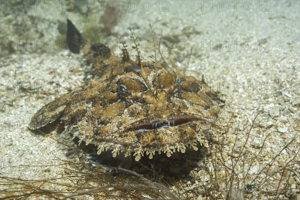 Angler fish (Lophius piscatorius) lies on sandy bottom