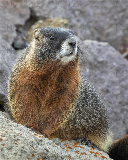 Yellow-bellied marmot (Marmota flaviventris) in rocky habitat