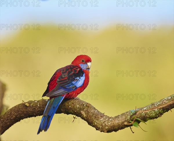 Crimson rosella (Platycercus elegans) sitting on a branch