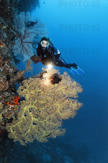Diver with lamp on coral reef wall looking at Giant Sea Fan (Annella mollis)