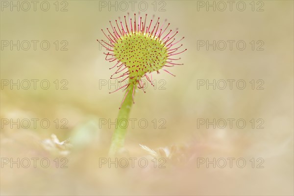 Common sundew (Drosera rotundifolia) in a swamp area