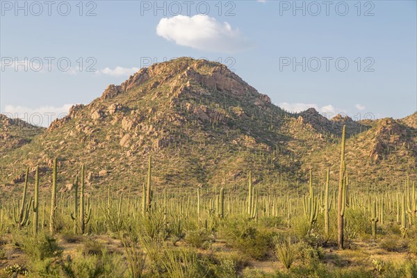 Mountainous landscape with Saguaro (Carnegiea gigantea)
