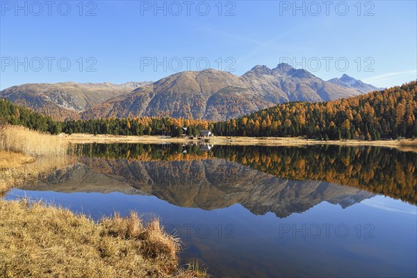 Autumnally coloured larch forest reflected in Lake Stazersee