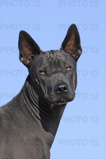 Thai Ridgeback