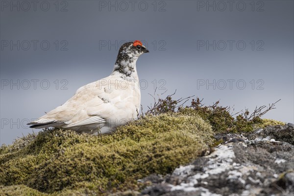 Rock Ptarmigan (Lagopus muta)