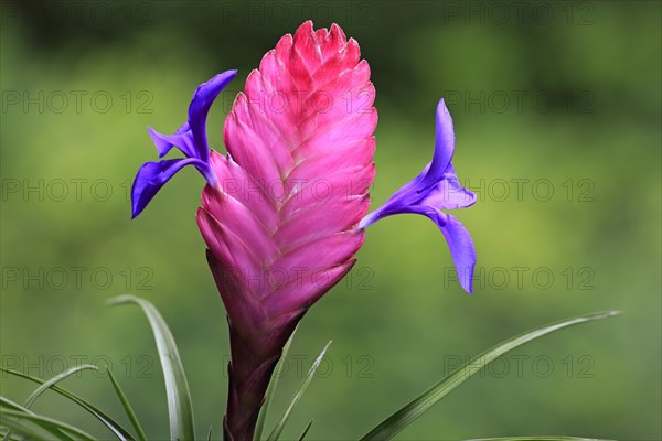 Blue tillandsia (tillandsia cyanea)