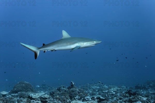 Grey reef shark (Carcharhinus amblyrhynchos) floats over coral reef