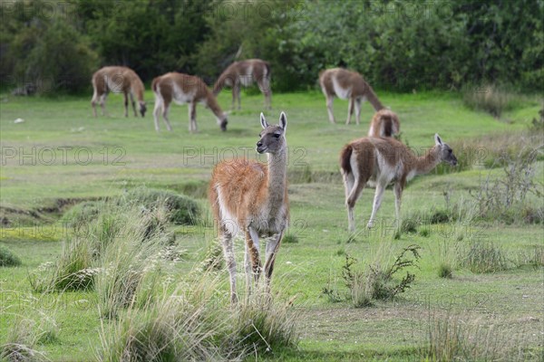 Flock of Guanacos (Lama guanicoe)