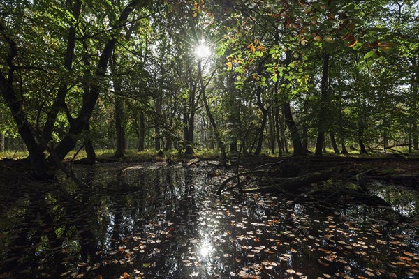 Moorland Landscape in Osterwald Forest