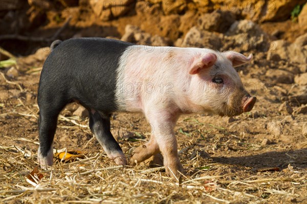 Domestic Pig (Sus scrofa domestica) Piglet