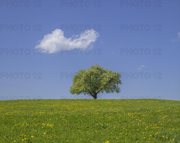 Single fruit tree on dandelion meadow