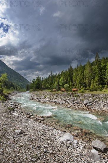 Grazing cows at the Rissbach creek with thunderstorm atmosphere