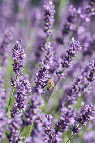 Honeybee (Apis sp.) on lavender (Lavandula) flower