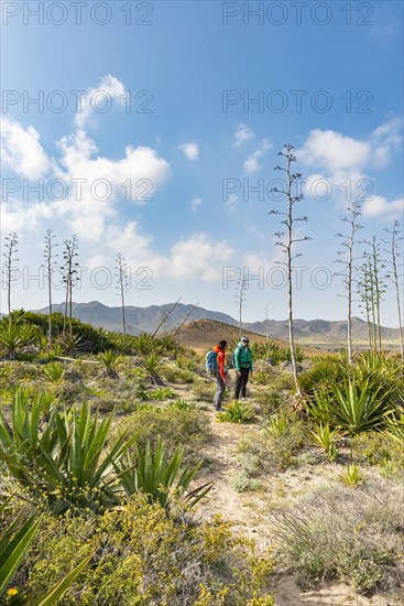 Hiker among overgrown dunes with agaves