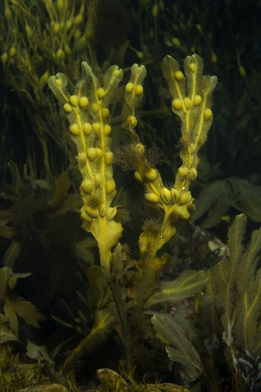 Bladder Wrack (Fucus vesiculosus)