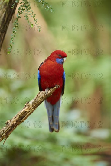 Crimson rosella (Platycercus elegans) sitting on a branch