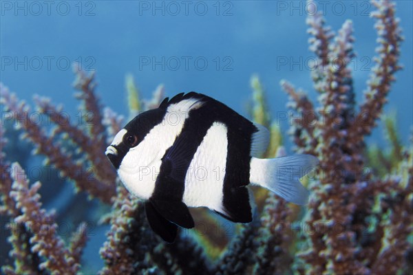 Whitetail Dascyllus (Dascyllus aruanus) off Agropora Coral (Agropora sp.)