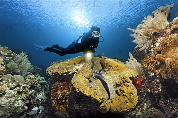Diver viewed with lamp Giant clam (Tridacna gigas)