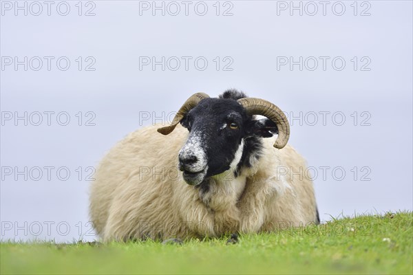 Sheep of the breed Scottish Blackface liying on a pasture